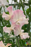 Sweet Pea Seeds - Mollie Rilstone Pink & Purple Heirloom Lathyrus odoratus Garden Seeds, Climbing Vine, Pack of 50