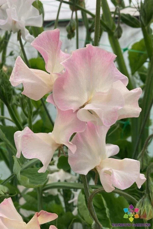 Sweet Pea Seeds - Mollie Rilstone Pink & Purple Heirloom Lathyrus odoratus Garden Seeds, Climbing Vine, Pack of 50