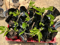 Rooted Mulberry Tree Cuttings - Pakistani Morus alba Fruit Plant for Garden, Easy to Grow, Juicy Berries