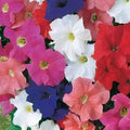 Petunia Seeds 25 Pelleted Dreams Mix - Annual Flower Seeds for Garden Beds & Containers - Petunia × atkinsiana