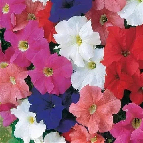 Petunia Seeds 25 Pelleted Dreams Mix - Annual Flower Seeds for Garden Beds & Containers - Petunia × atkinsiana