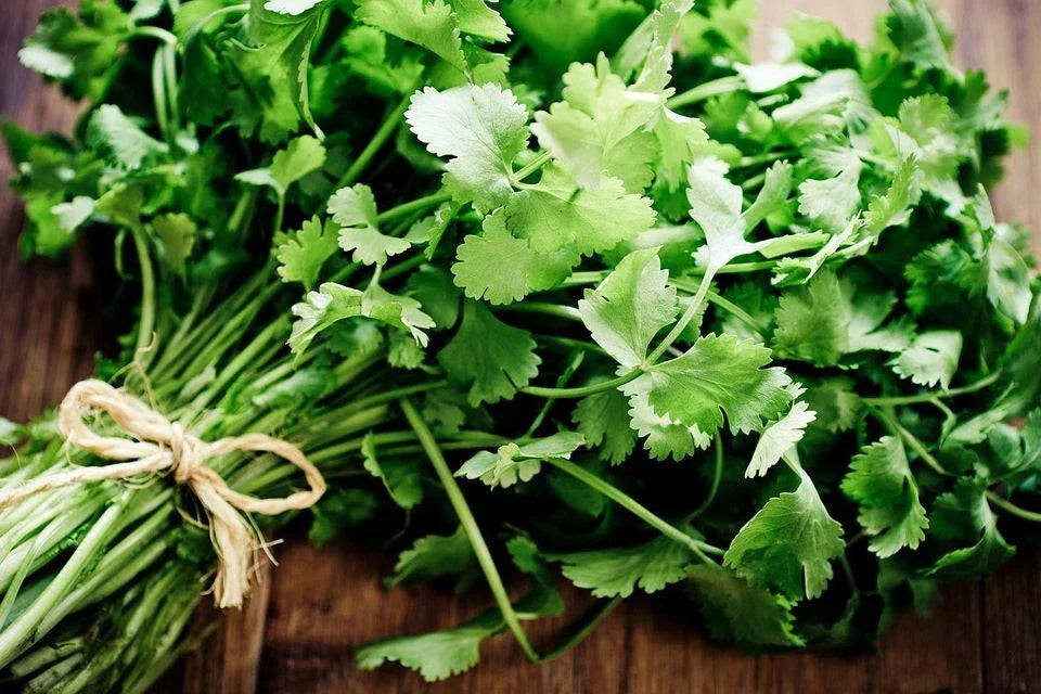 Coriander Seeds for Microgreens, Heirloom Cilantro, Chinese Parsley, Bulk Salad Herbs, Coriandrum sativum