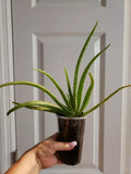 Aloe Vera Plant - Rooted 10" Organic Aloe Barbadensis Succulent for Indoor & Outdoor Use