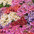Butterfly Flower Seeds - Angel Wings Mix, Pollinator-Friendly Perennial Seeds, Colorful Nectar Plants, Asclepias tuberosa