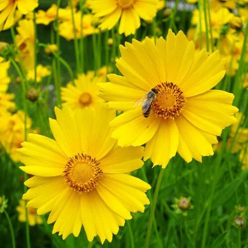 Lance Leaf Coreopsis Seeds, Non-GMO Wildflower Seeds, Coreopsis lanceolata, Garden Flower Seeds for Borders & Pollinators