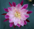 Epiphyllum Orchid Cactus Smokey Topaz Cuttings – Rare Indoor Succulent Plant for Propagation