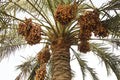 Wild Date Palm Seeds for Planting – Phoenix dactylifera – Drought-Tolerant Ornamental Tree – 5 Seeds