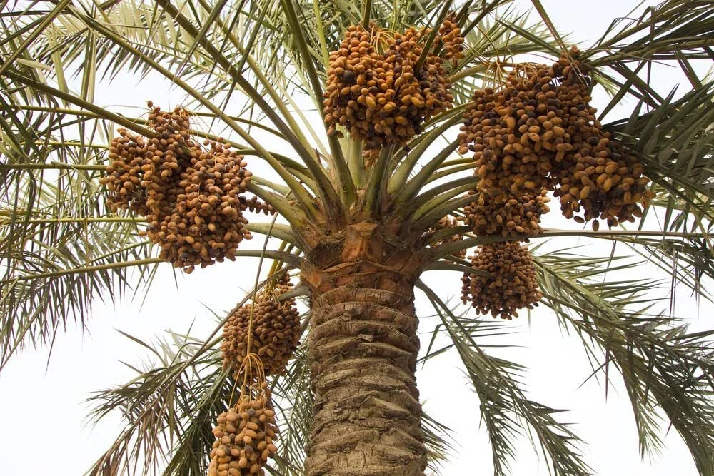 Wild Date Palm Seeds for Planting – Phoenix dactylifera – Drought-Tolerant Ornamental Tree – 5 Seeds