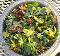 Succulent Cuttings Assorted Varieties 1-2" for Fairy Gardens, Terrariums & Crafts - Low Maintenance, DIY Plant Gift