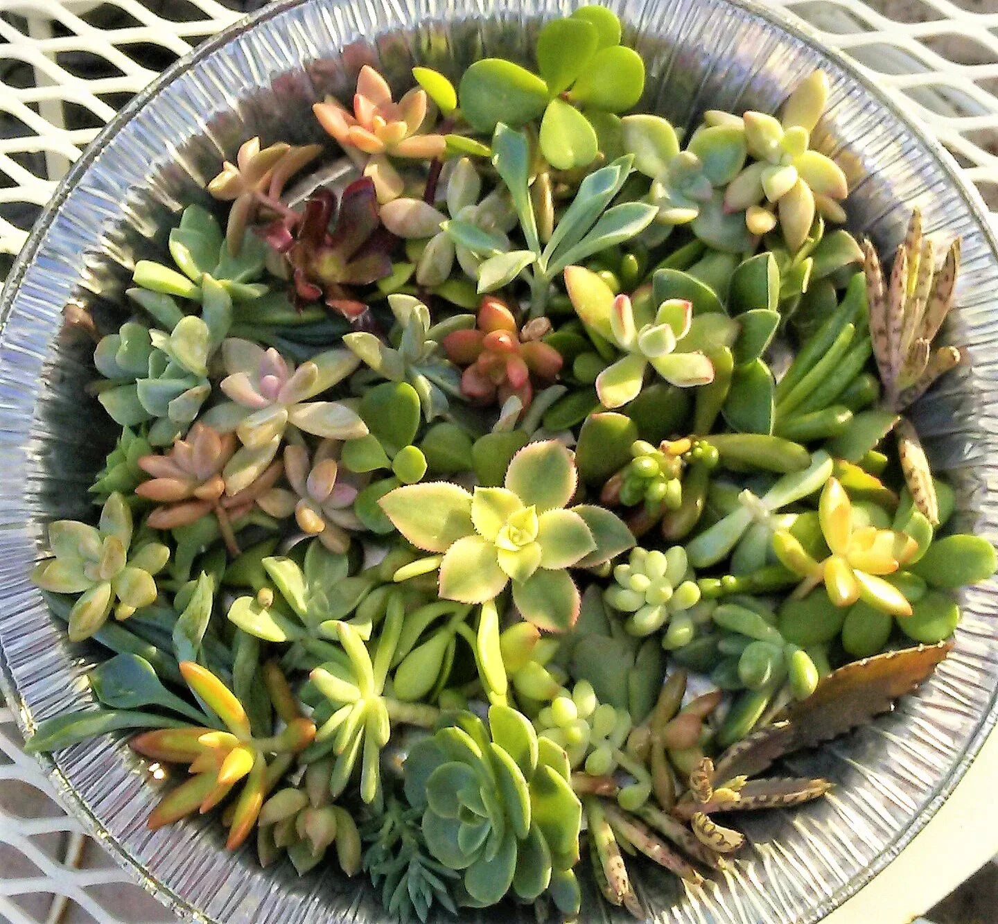 Succulent Cuttings Assorted Varieties 1-2" for Fairy Gardens, Terrariums & Crafts - Low Maintenance, DIY Plant Gift