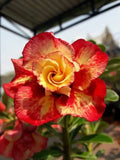 Desert Rose Seeds - 4 Pack Red Orange Adenium Obesum Perennial Flower Seeds for Garden and Container Planting