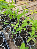 Live Oak Tree Plant 6-10 Inches Florida Evergreen Quercus Virginiana Rooted Starter Plant