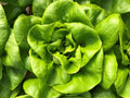 Bibb Butterhead Lettuce Seeds 600+ Non-GMO Lactuca sativa Vegetable for Home Garden, Salad Greens, Compact Growth