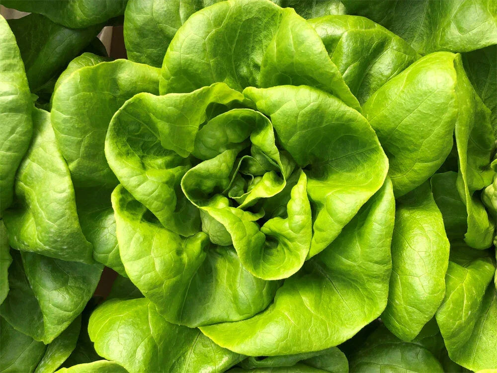 Bibb Butterhead Lettuce Seeds 600+ Non-GMO Lactuca sativa Vegetable for Home Garden, Salad Greens, Compact Growth