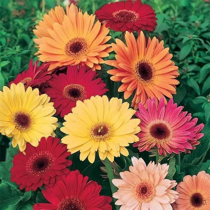 California Giants Mix Gerbera Daisy Seeds - 200+ Pack for Garden, Vibrant Colors, Perennial, Gerbera jamesonii