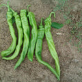 Iberia Pepper Seeds - 25 Count Hybrid Hot Pepper (Capsicum annuum) for All Season Spicy Peppers