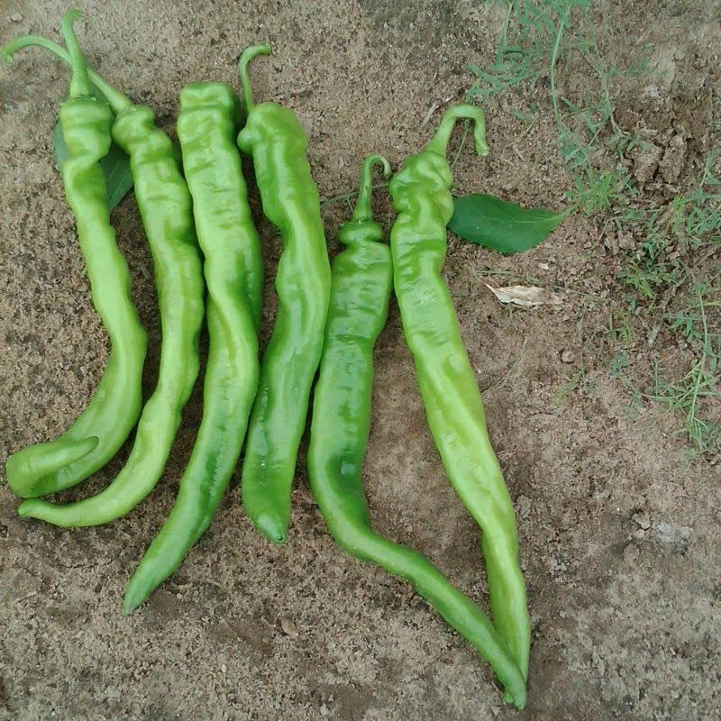 Iberia Pepper Seeds - 25 Count Hybrid Hot Pepper (Capsicum annuum) for All Season Spicy Peppers