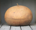 Basket Gourd Seeds 25+ Pack – Lagenaria siceraria for Decorative & Culinary Use – Garden Planting, Vining, USA Grown