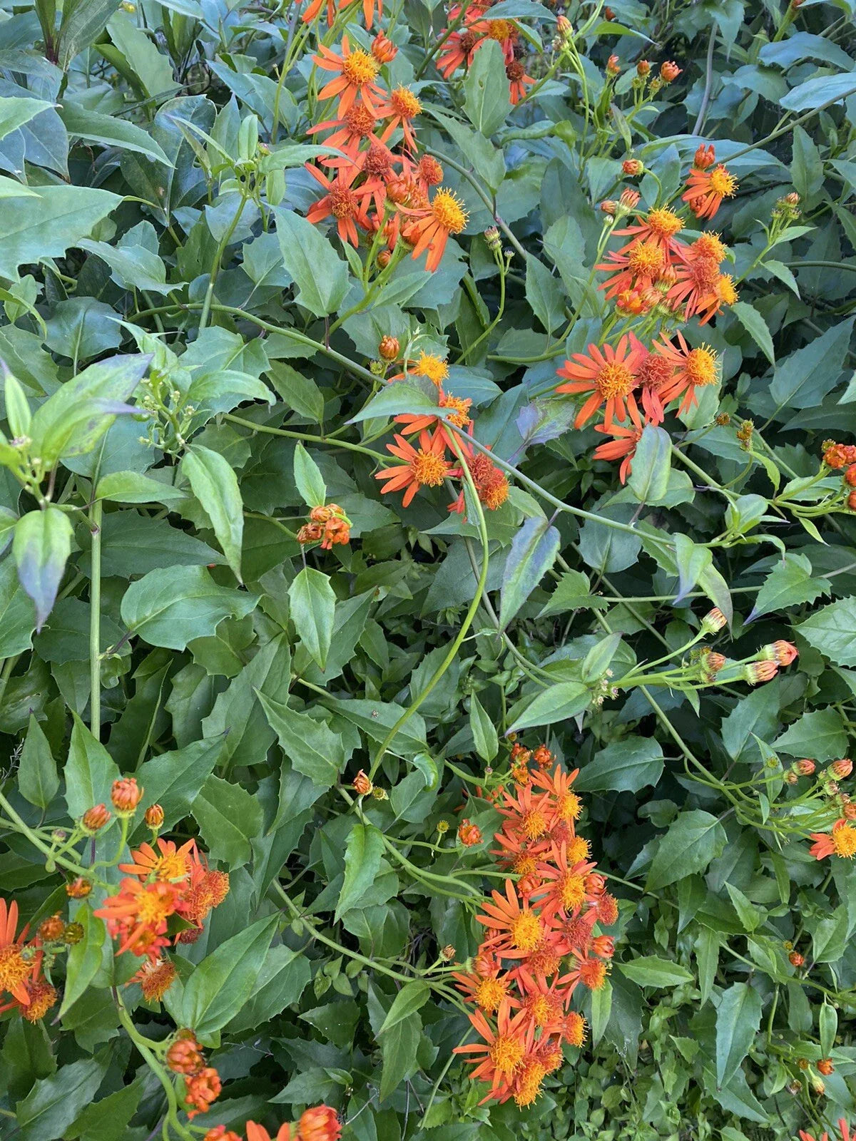 Mexican Flame Vine Cuttings 5-7 Inches Pseudogynoxys Chenopodioides Climbing Plant for Gardens