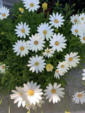 Cream and Yellow African Daisy Plant in 6-Inch Pot, Osteospermum, Indoor Outdoor Flowering Plant