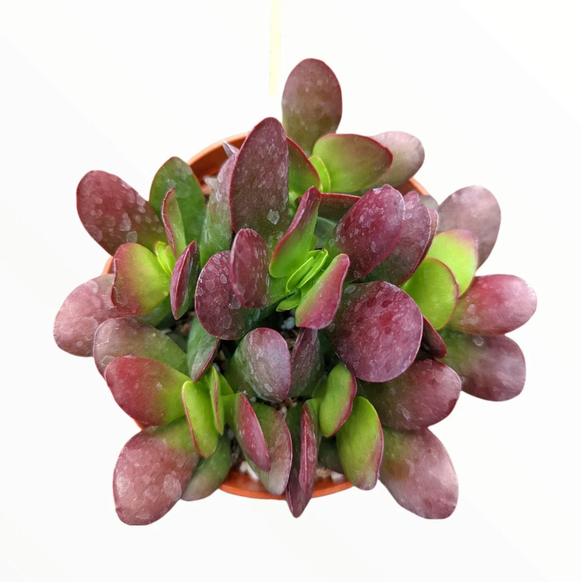 Crassula Clavata Succulent 4" Bare Root Plant - Deep Red Indoor & Outdoor Succulent