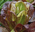 Rouge D'Hiver Romaine Lettuce Seeds - 700+ Non-GMO, Open Pollinated, Heirloom, Salad Greens, Lactuca sativa, Seed Pack