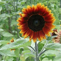 Heirloom Sunflower Seeds Pack – Colorful Varieties for Gardens & Pollinators – Helianthus annuus, 50+ Seeds
