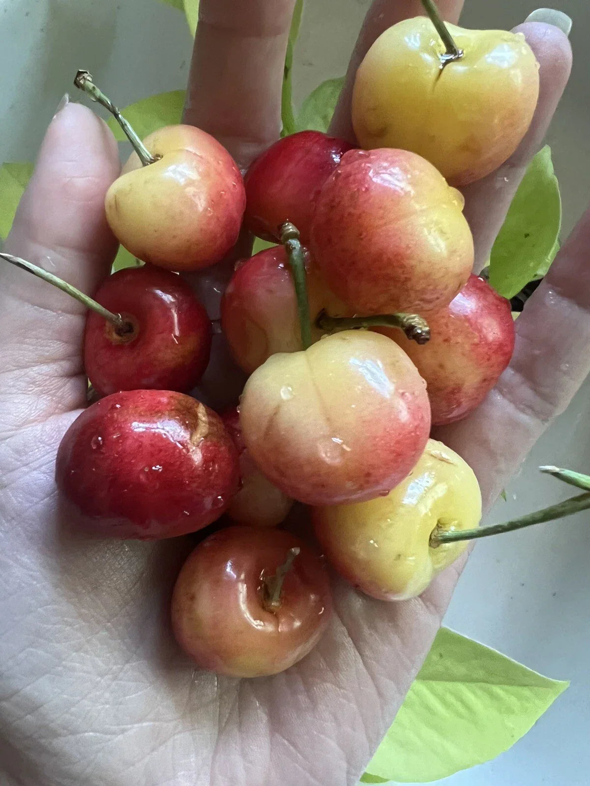 Rainier Cherry Seeds – Organic Non-GMO Prunus avium Fruit Tree for Sweet Cherries, Garden or Orchard Planting