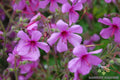 25+ Canary Island Geranium Seeds Pelargonium palmatum Perennial Garden Planting Seeds for Outdoors