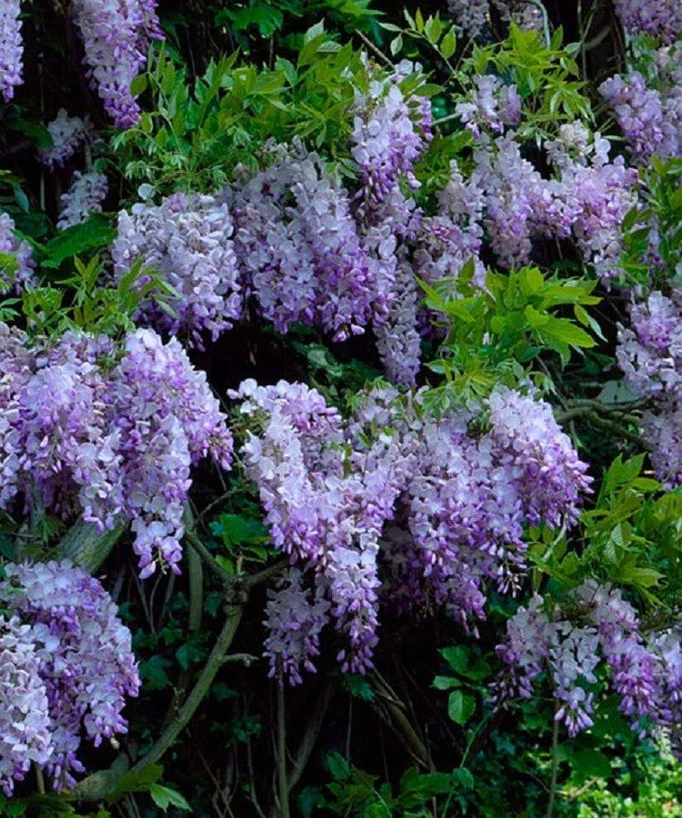 Dark Purple Chinese Wisteria Seeds - Perennial Climbing Vine for Gardens, Full Sun, Wisteria sinensis, 5 Seeds