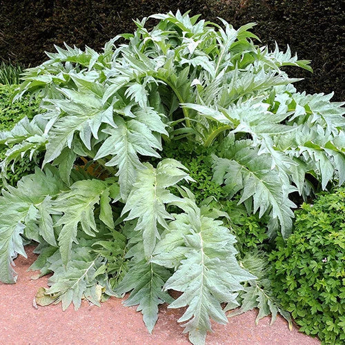 Bianco Avorio White Cardoon Seeds | Heirloom Non-GMO Vegetable Garden Seeds | Cynara cardunculus