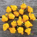 Trinidad Perfume Hot Pepper Seeds – 25+ Capsicum chinense Garden Planting, Fragrant, Spicy Peppers for Culinary Use