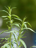 Tarragon Seeds, Organic Artemisia dracunculus, Culinary Herb, 200 Seeds, Herb Garden, Non-GMO, Heirloom, Perennial