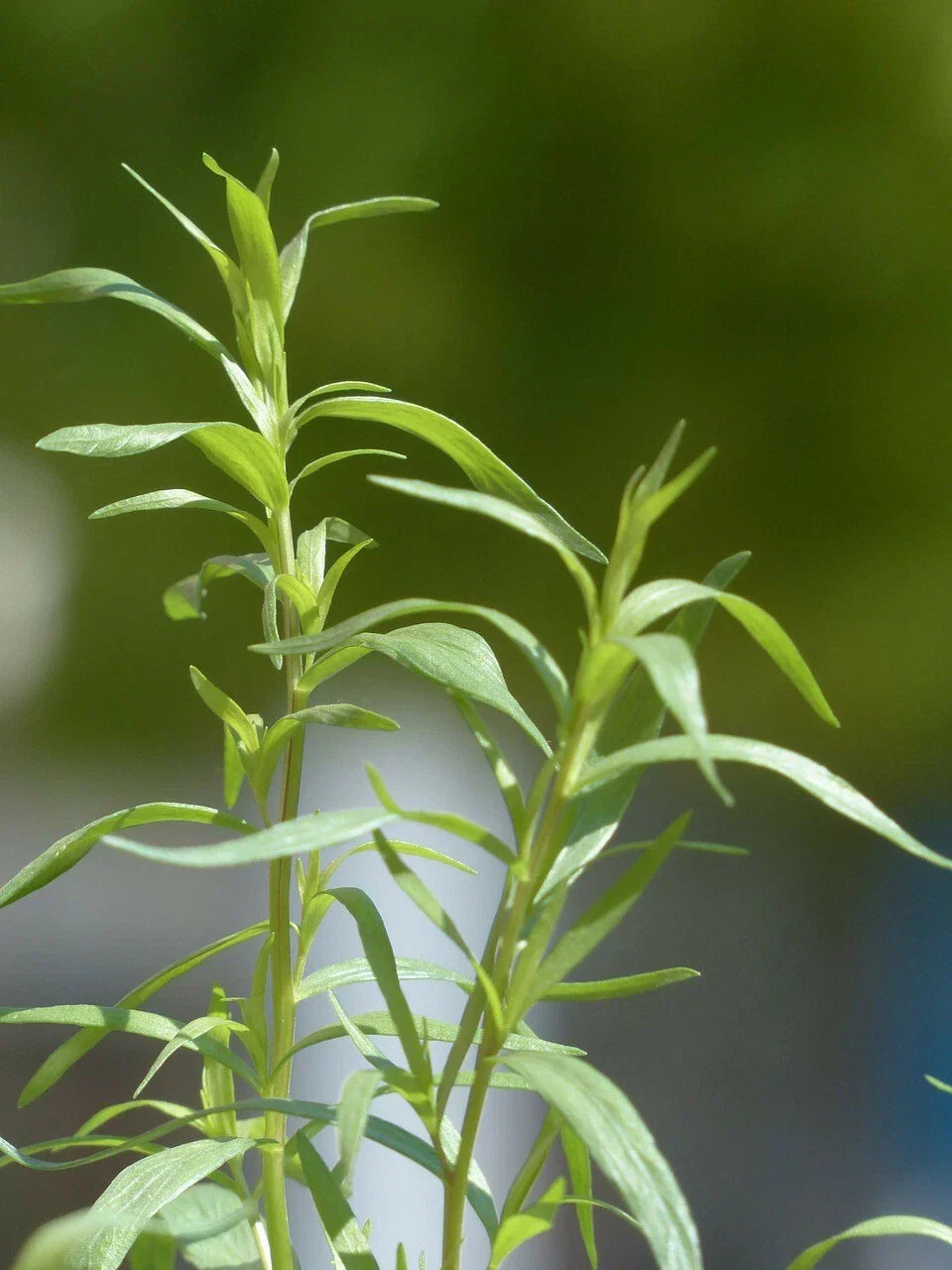 Tarragon Seeds, Organic Artemisia dracunculus, Culinary Herb, 200 Seeds, Herb Garden, Non-GMO, Heirloom, Perennial