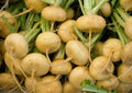 Golden Ball Turnip Seeds - 1000+ Brassica rapa Vegetable Seeds for Garden, Cooking, Soups, Stews