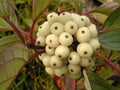 Siberian Dogwood Seeds for Planting - Cornus alba Tatarian Shrub, Wildlife Friendly, Hardy Landscape Seeds