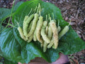10x Organic White Mulberry Cuttings - Morus alba - Fresh Pakistan Variety for Rooting & Grafting