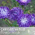 Chrysanthemum Seeds - Regal Relic Mum Flower Seeds for Garden, Annual, Multi-Color Blooms, Chrysanthemum morifolium, 200+ Seeds