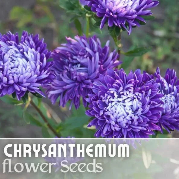 Chrysanthemum Seeds - Regal Relic Mum Flower Seeds for Garden, Annual, Multi-Color Blooms, Chrysanthemum morifolium, 200+ Seeds