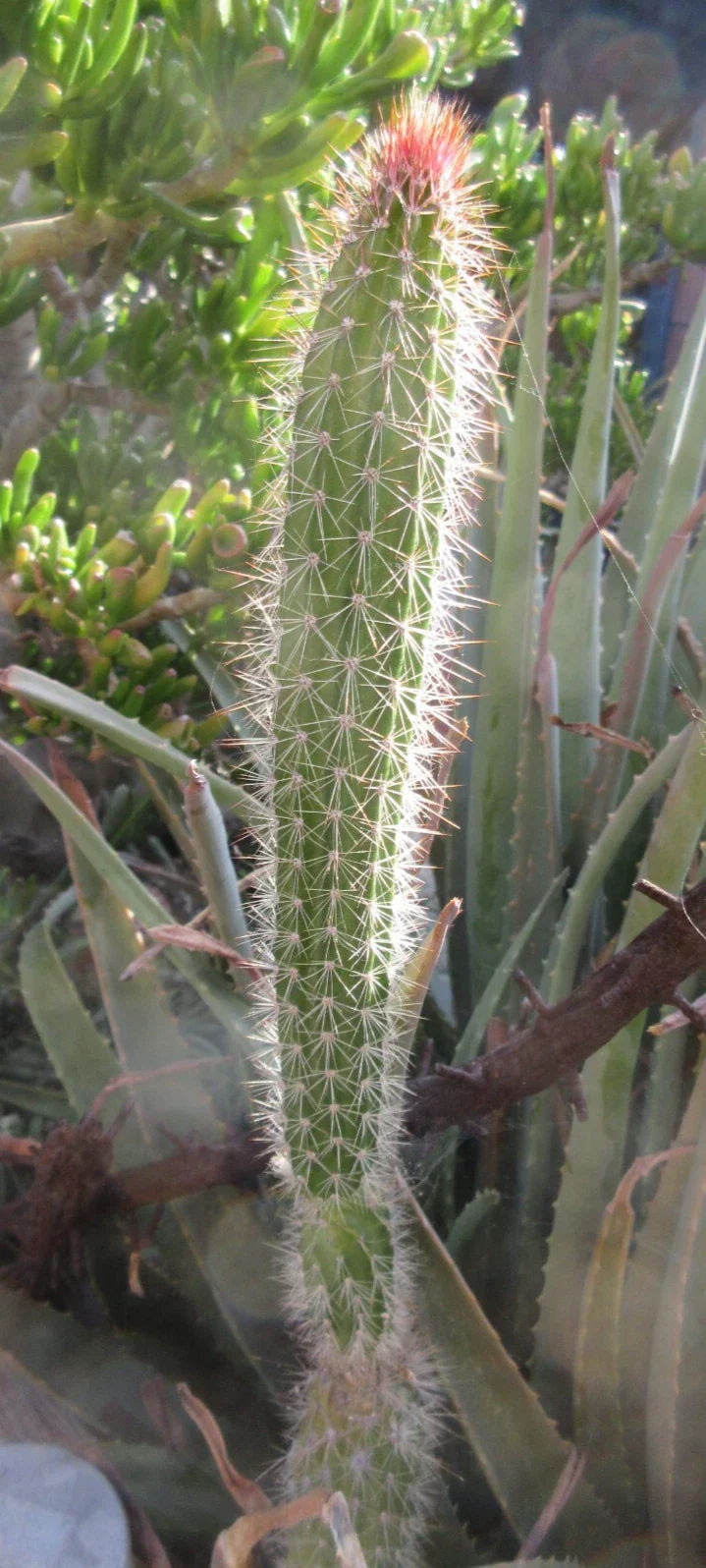 Snake Cactus Tip Cutting - Peniocereus serpentinus - Unique Succulent for Indoor & Outdoor Gardens