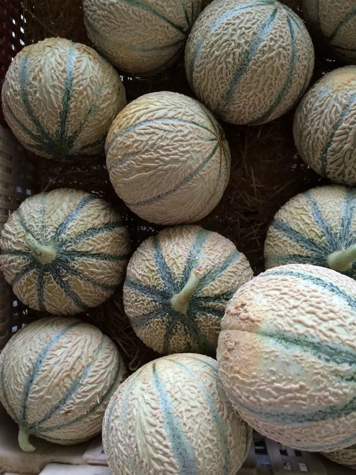Hearts of Gold Cantaloupe Seeds – Heirloom Non-GMO Melon Seeds for Home Garden, Juicy Orange Flesh, Cucumis melo, 50+ Seeds