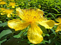 Great St. John's Wort Seeds - 400+ Hypericum perforatum Medicinal Herb Seeds for Healing, Yellow Flowers, Perennial Plant