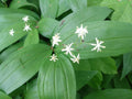 Lily of the Valley Live Plants - Bare Root Rhizomes - Fragrant White Flowers - Convallaria majalis - Shade Garden Perennials