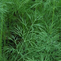 Dill Seeds - 'Dukat' Herb - Anethum graveolens - Butterfly Attracting, Culinary, Annual Herb Seed Packet