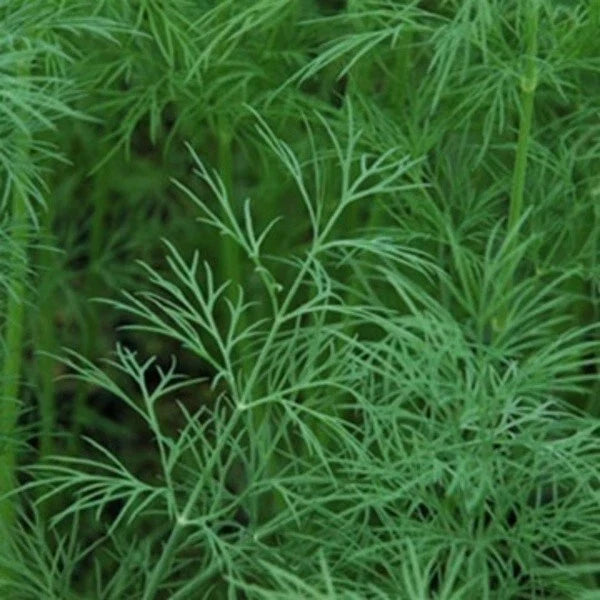 Dill Seeds - 'Dukat' Herb - Anethum graveolens - Butterfly Attracting, Culinary, Annual Herb Seed Packet