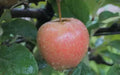 Airlie Red Flesh Apple Seeds - 25+ Pack for Garden Planting, Malus domestica, USA Grown, Non-GMO, Fruit Tree Seeds