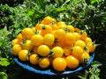 Gold Nugget Cherry Tomato Seeds – Organic Heirloom Non-GMO, Supersweet Flavor, 30+ Seeds, Solanum lycopersicum, Perfect for Container & Garden