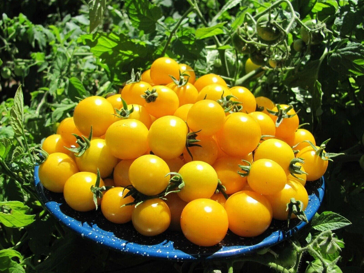 Gold Nugget Cherry Tomato Seeds – Organic Heirloom Non-GMO, Supersweet Flavor, 30+ Seeds, Solanum lycopersicum, Perfect for Container & Garden