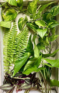 20 Rooted House Plant Cuttings Set | Pothos, Spider Plant, Snake Plant, ZZ Plant | Indoor Garden, Greenery, Propagation
