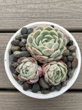 Echeveria Elegans Succulent - Mexican Snowball - 3 Live Rooted Plants - 1-2 Inches | Low Maintenance Indoor & Outdoor Plant